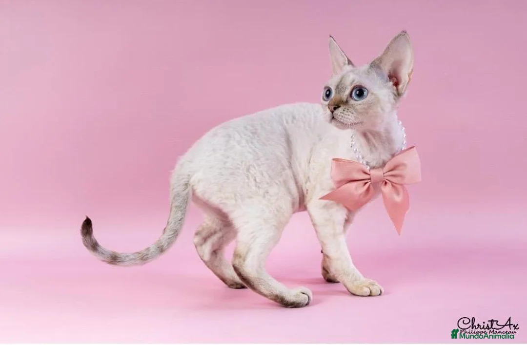 Devon Rex gatos en venta: Devon Rex - Anuncio 2