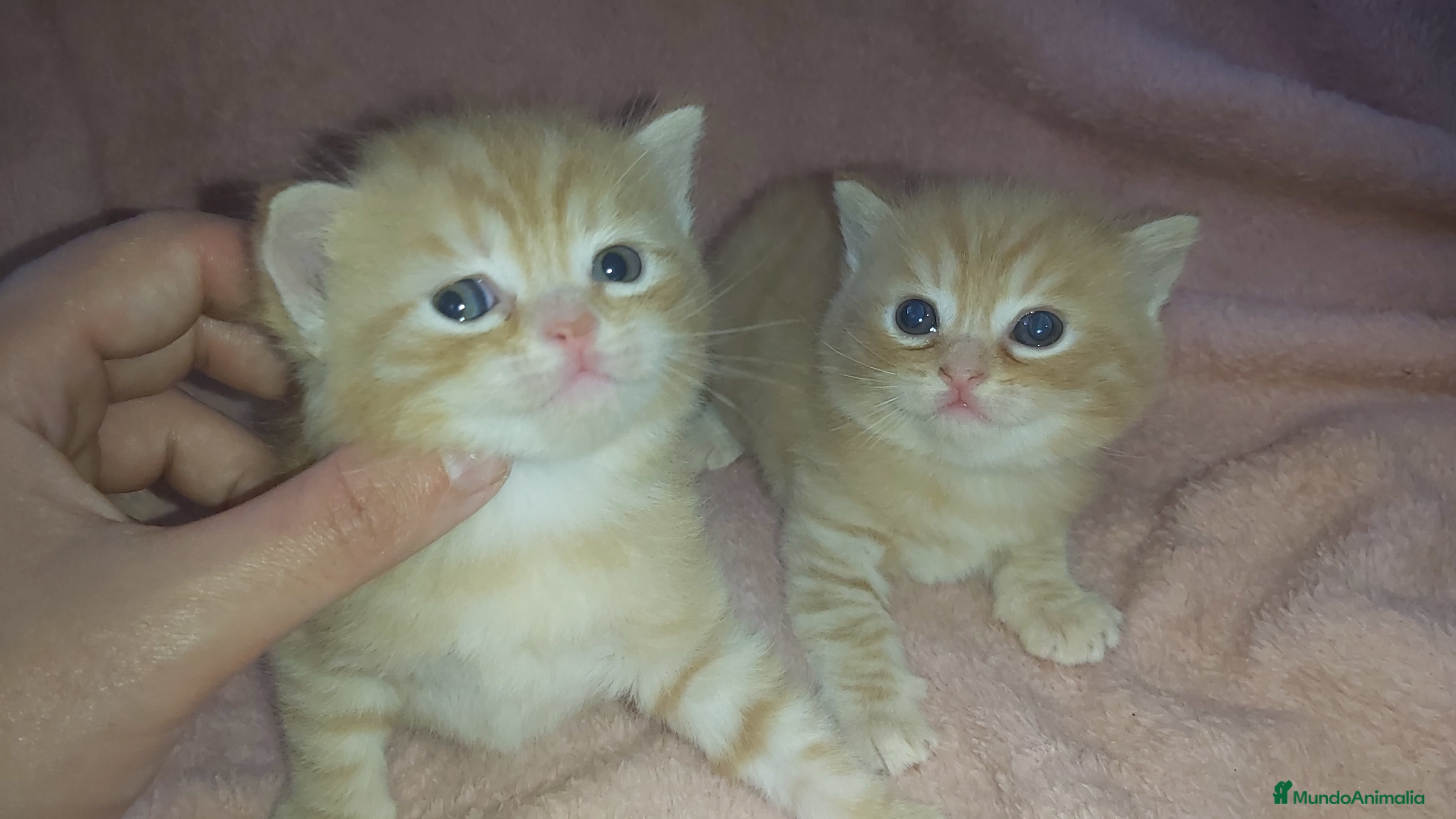 Británico de Pelo Corto gatos OFERTA POR TIEMPO LIMITADO. 2 gatitos britanicos - Anuncio 2