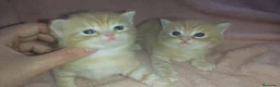 Británico de Pelo Corto gatos en venta: OFERTA POR TIEMPO LIMITADO. 2 gatitos britanicos - Anuncio 1