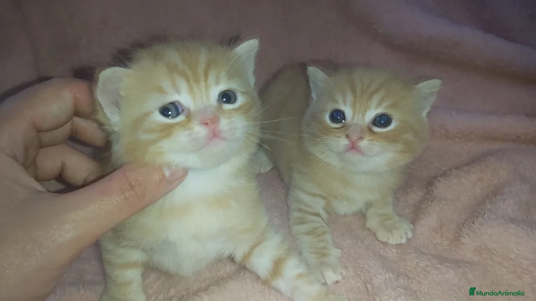 Británico de Pelo Corto gatos en venta: OFERTA POR TIEMPO LIMITADO. 2 gatitos britanicos - Anuncio 1