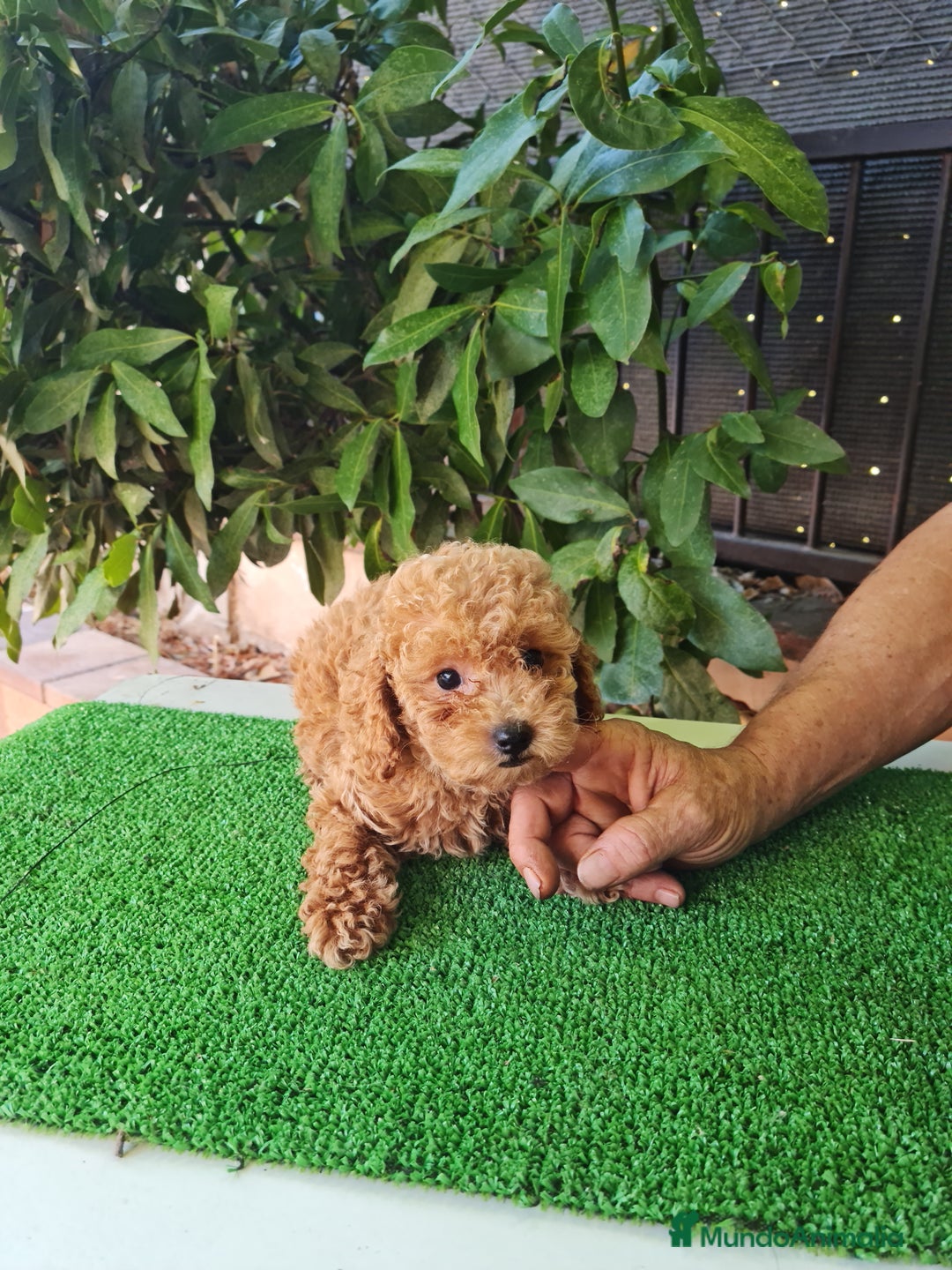 Caniche Toy perros en venta: Caniches toy - Imagen 10