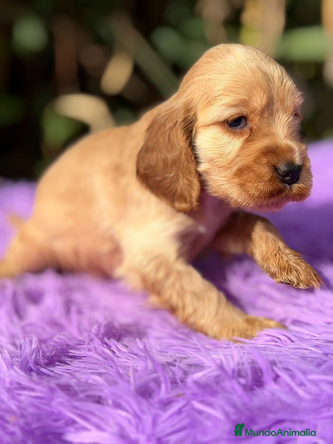 Cocker Spaniel Inglés perros en venta: Cocker inglés dorado - Anuncio 6