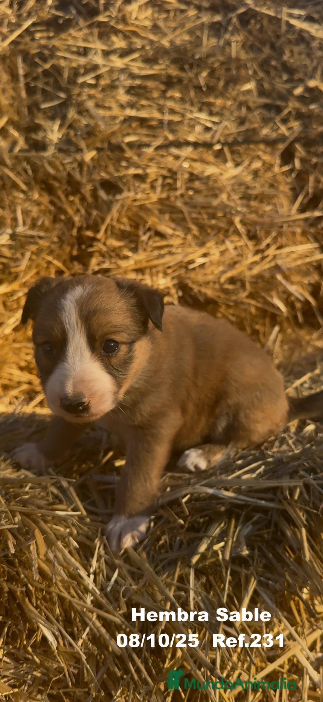 Border Collie perros en venta: BORDER COLLIE Sable Merle - Anuncio 31