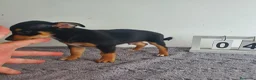Chihuahua perros en venta: Chihuahua mini  - Anuncio 4