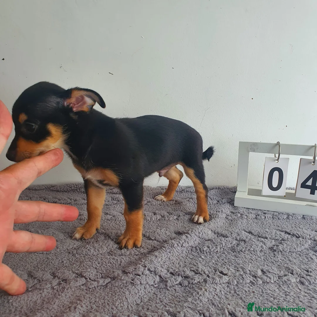 Chihuahua perros en venta: Chihuahua mini  - Anuncio 4