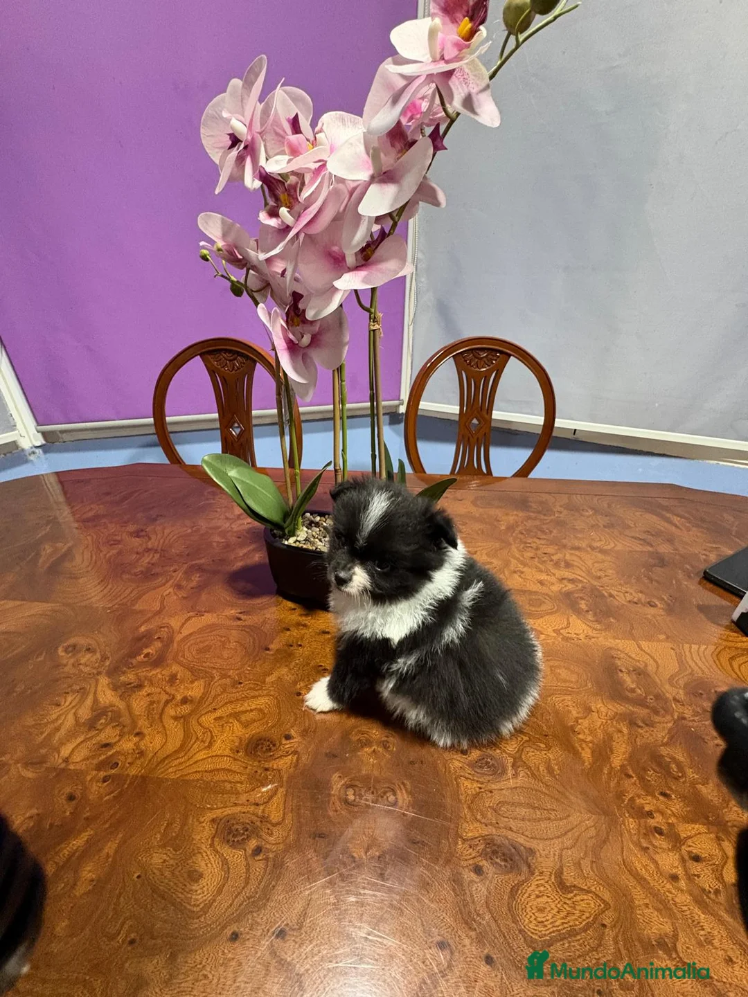 Pomerania perros en venta: Lulu Pomerania toy Party se llama Pinto - Anuncio 16