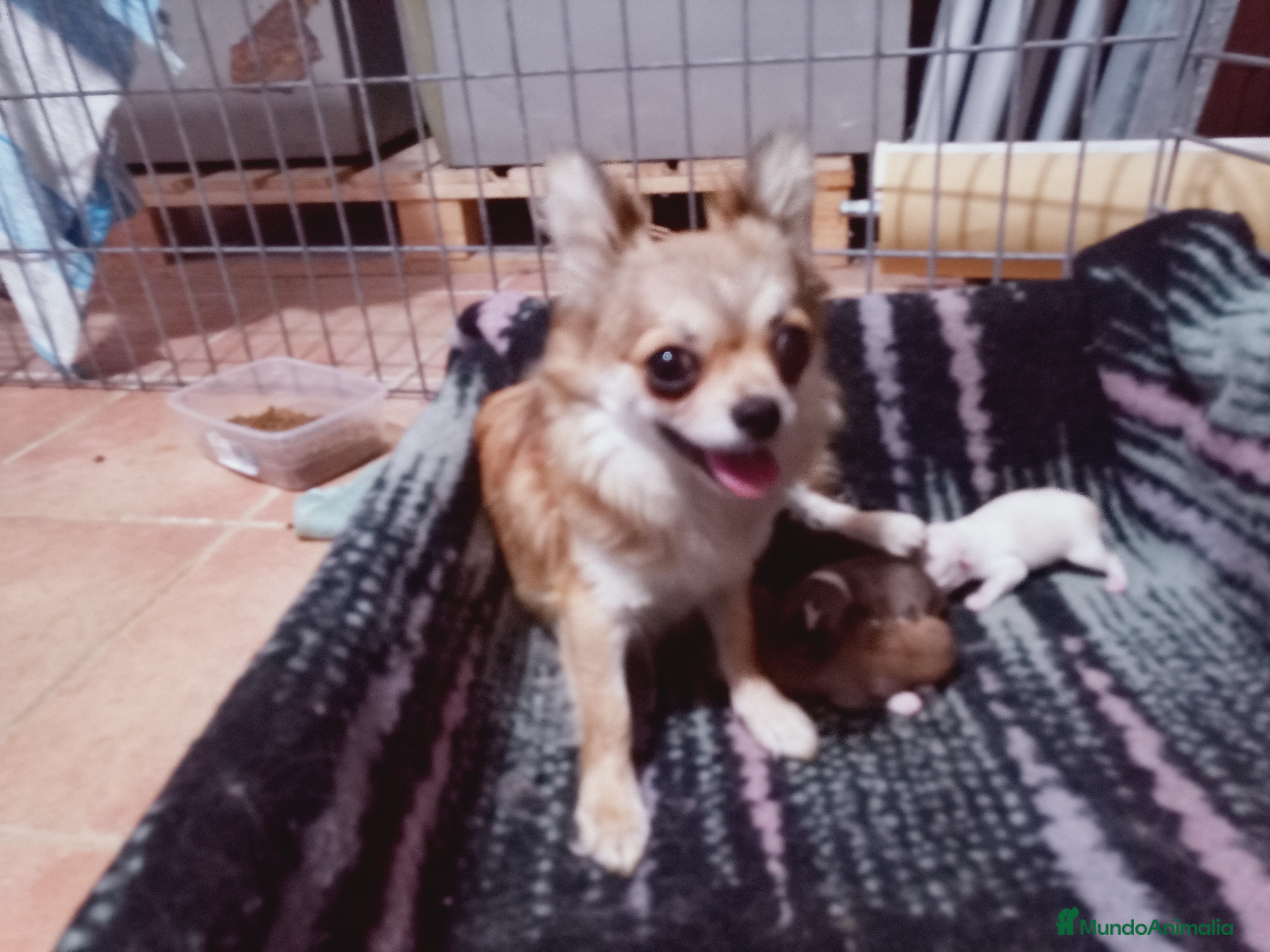 Chihuahua perros Camada Flapi Chihuahua  - Anuncio 2