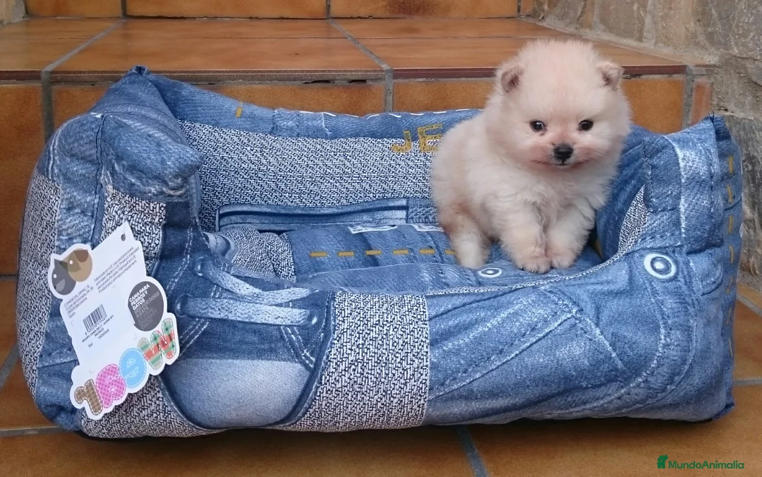 Pomerania perros en venta: Lulú de Pomerania preciosos en Barcelona - Anuncio 9