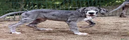 Dogo Alemán perros en venta: Precioso dogo alemán (gran danés) - Anuncio 2