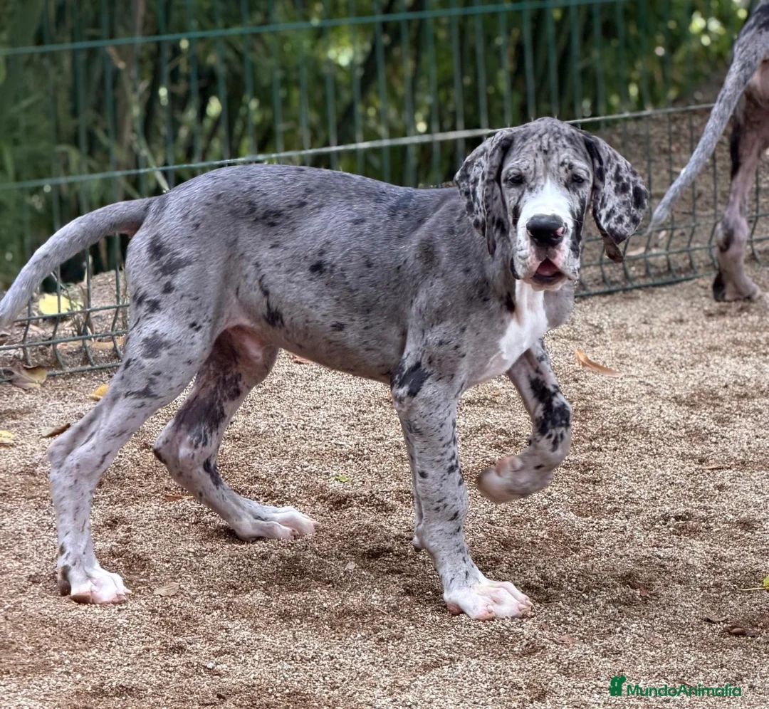 Dogo Alemán perros en venta: Precioso dogo alemán (gran danés) - Anuncio 2