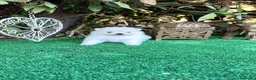 Pomerania perros en venta: Pomeranias lulu Toy ositos peluditos Blancos  - Anuncio 5