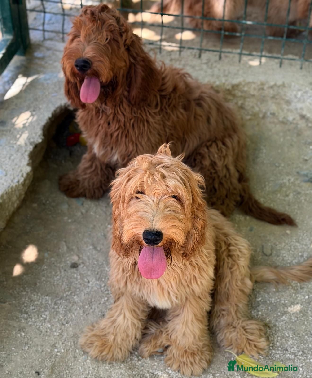 Cockapoo perros COCKAPOO - Anuncio 1