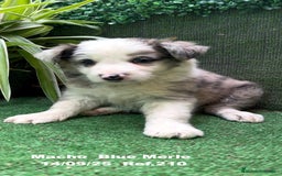 Border Collie perros en venta: Border Collie Blue Merle - Imagen 10