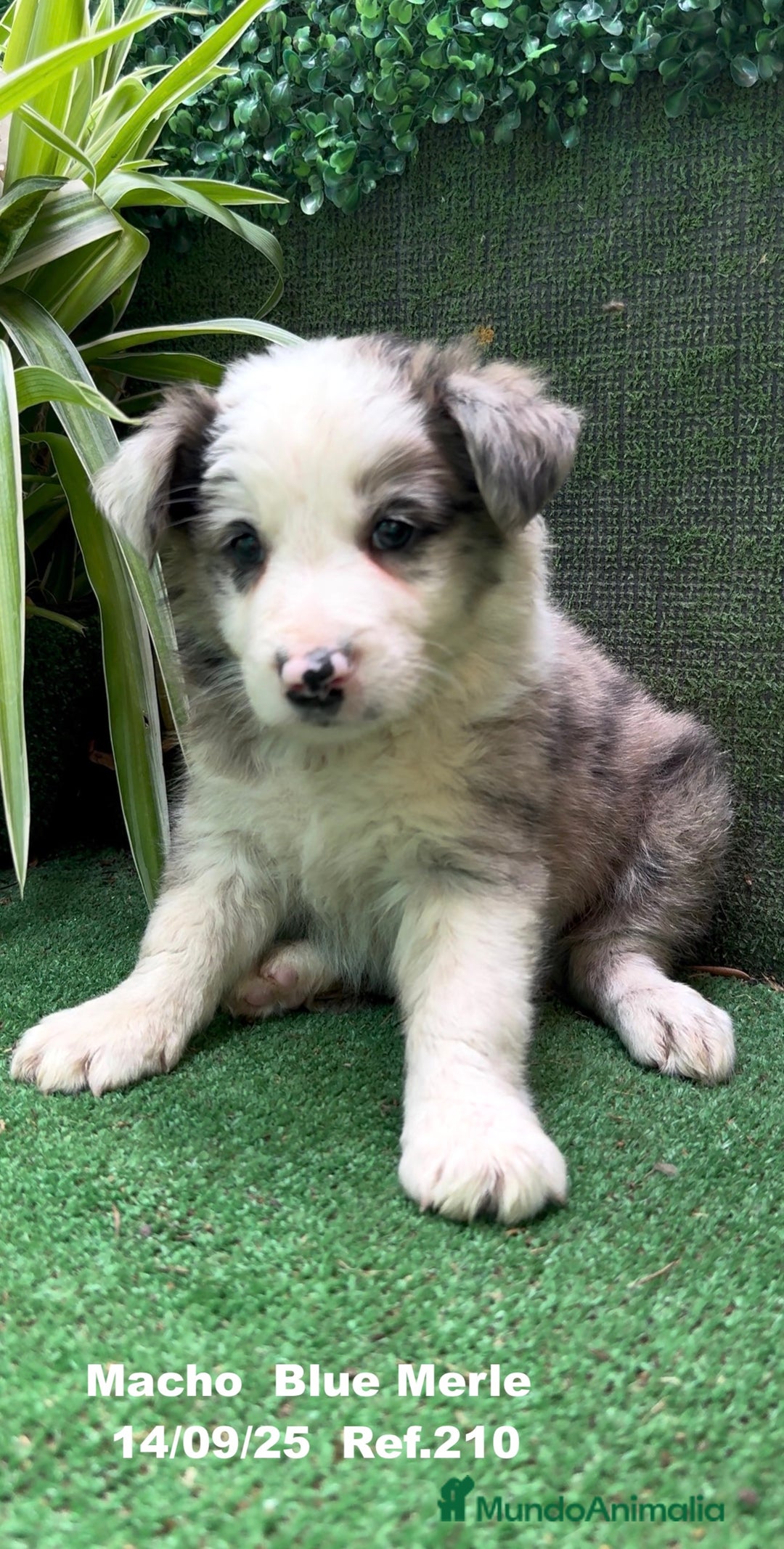 Border Collie perros en venta: Border Collie Blue Merle - Imagen 10