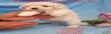 Bichón Maltés Cachorro 12