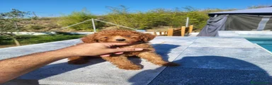 Caniche Enano 1