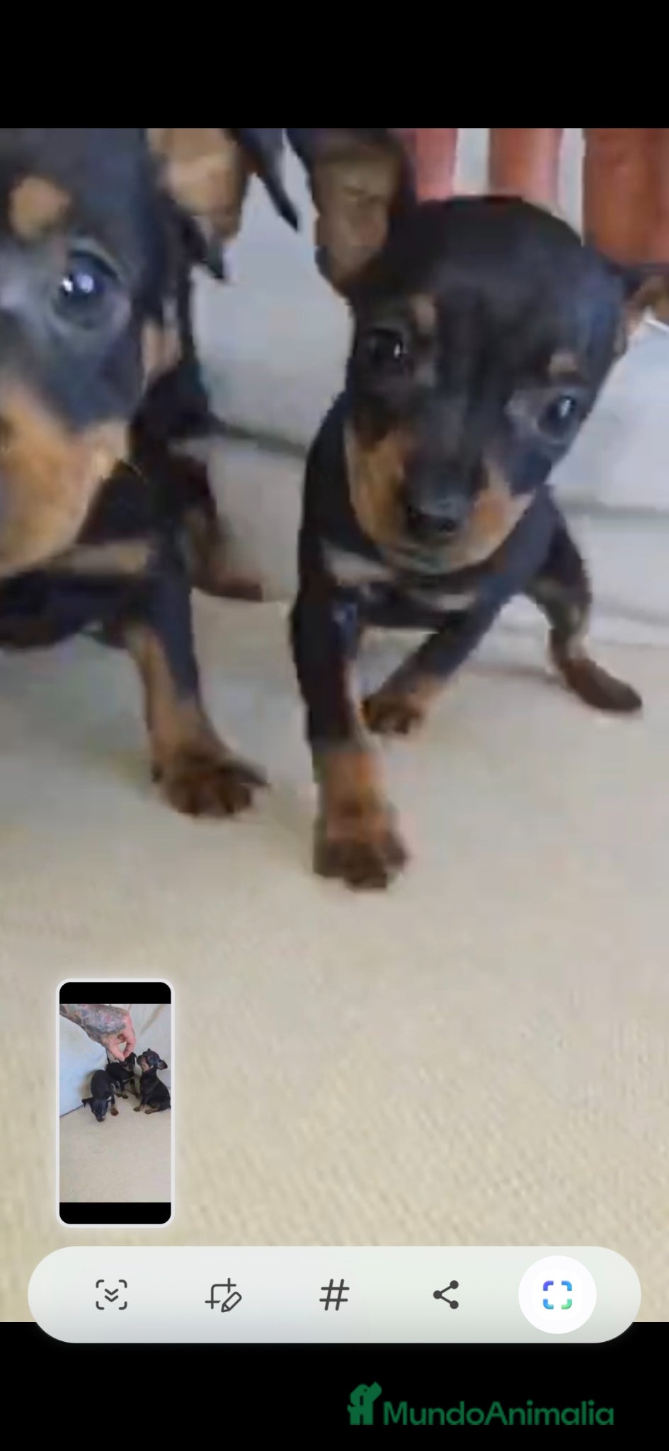 Affenpinscher perros Pincher hembra  - Anuncio 1