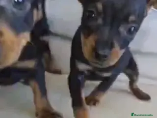 Affenpinscher perros Pincher hembra - Anuncio 1