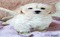 Maltipoo perros en venta: MALTIPOO  - Imagen 6