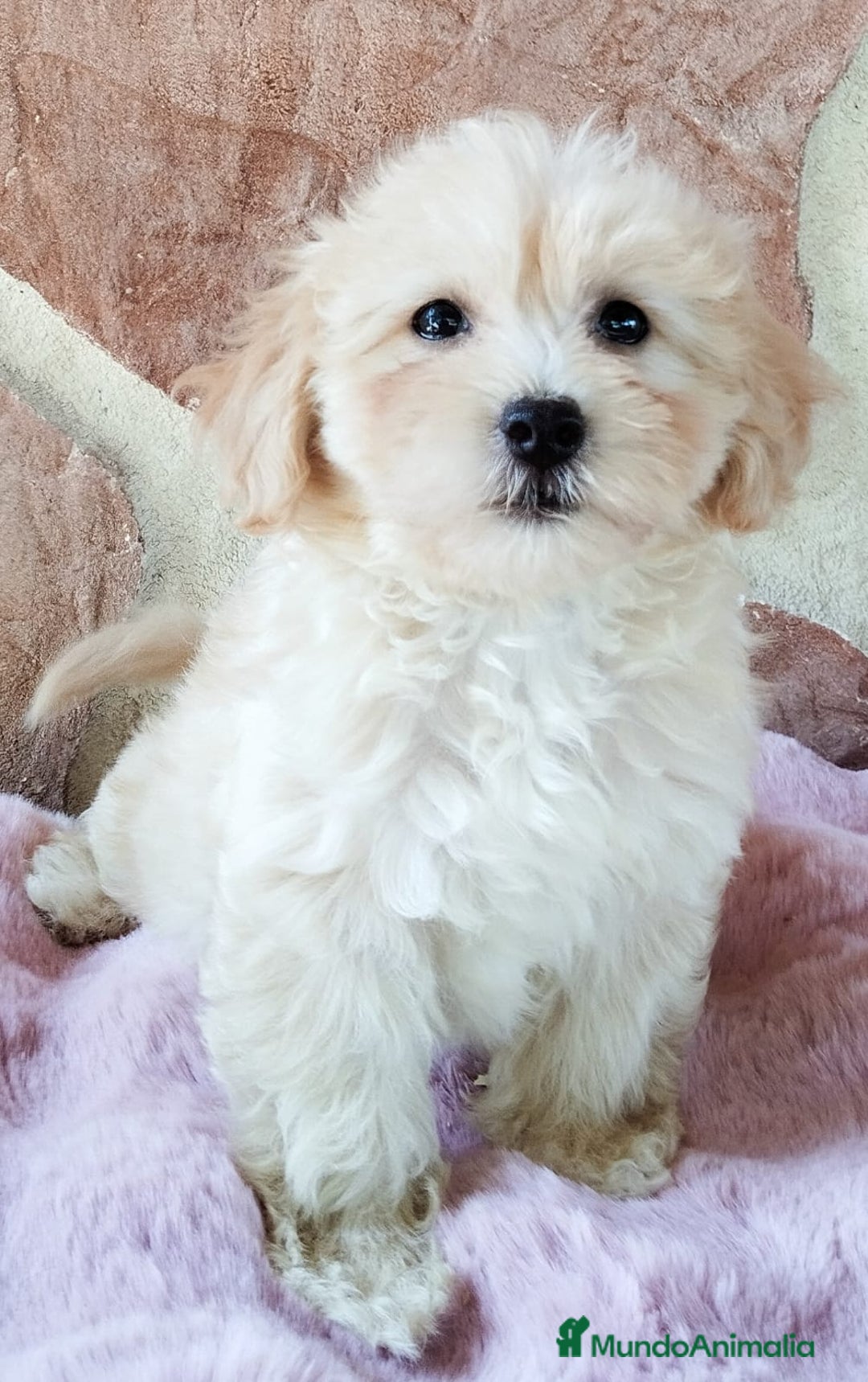 Maltipoo perros en venta: MALTIPOO  - Imagen 6