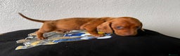Teckel perros en venta: DACHSHUND ESPECTACULARES !!!! en Badajoz - Anuncio 3
