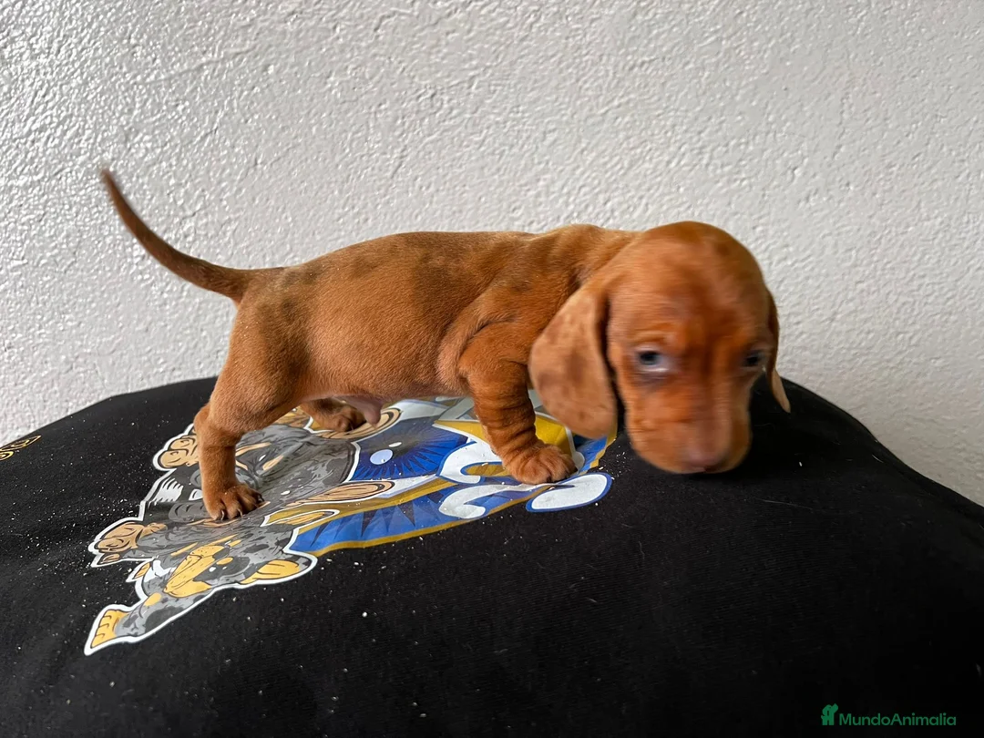 Teckel perros en venta: DACHSHUND ESPECTACULARES !!!! en Badajoz - Anuncio 3