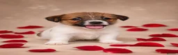 Jack Russell Terrier perros en venta: Jack russell terrier Llombay - Anuncio 2