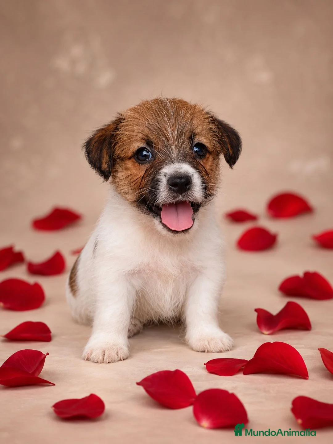 Jack Russell Terrier perros en venta: Jack russell terrier Llombay - Anuncio 2