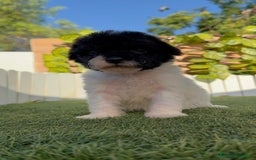 Perro de Agua Español perros en venta: PERRO DE AGUA HEMBRA - Imagen 13