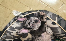 Bulldog Francés perros en venta: Último bulldog francés!! - Anuncio 1