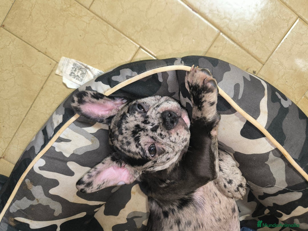 Bulldog Francés perros en venta: Último bulldog francés!! - Anuncio 1