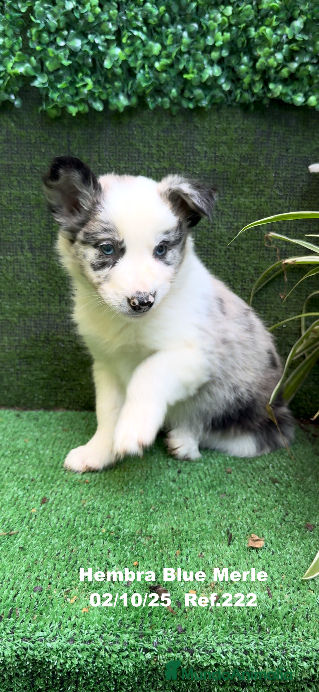 Border Collie perros en venta: Border Collie hembra Blue Merle - Anuncio 7