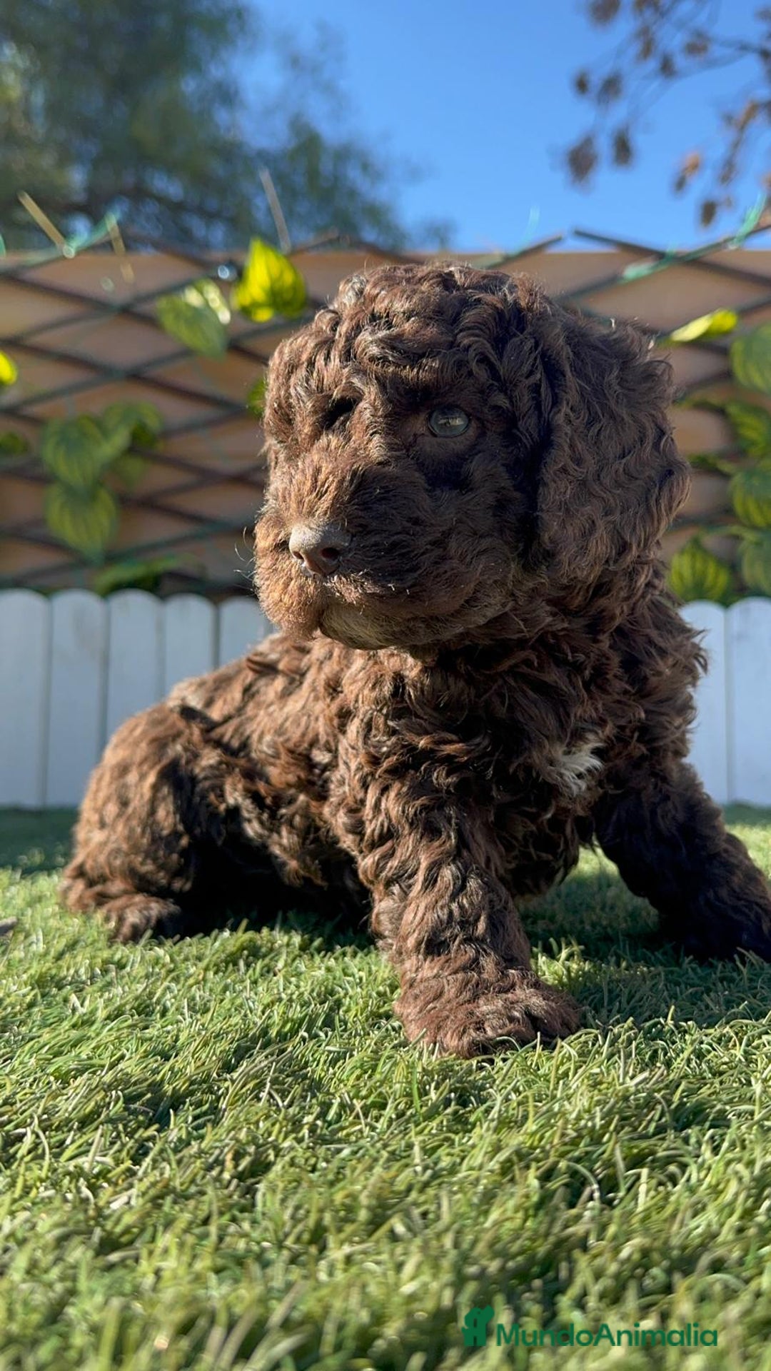 Perro de Agua Español perros en venta: PERRO DE AGUA ESPAÑOL MACHO - Anuncio 5