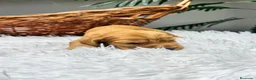Cocker Spaniel Inglés perros en venta: COCKER SPANIEL INGLES DISPONIBLES - Anuncio 10