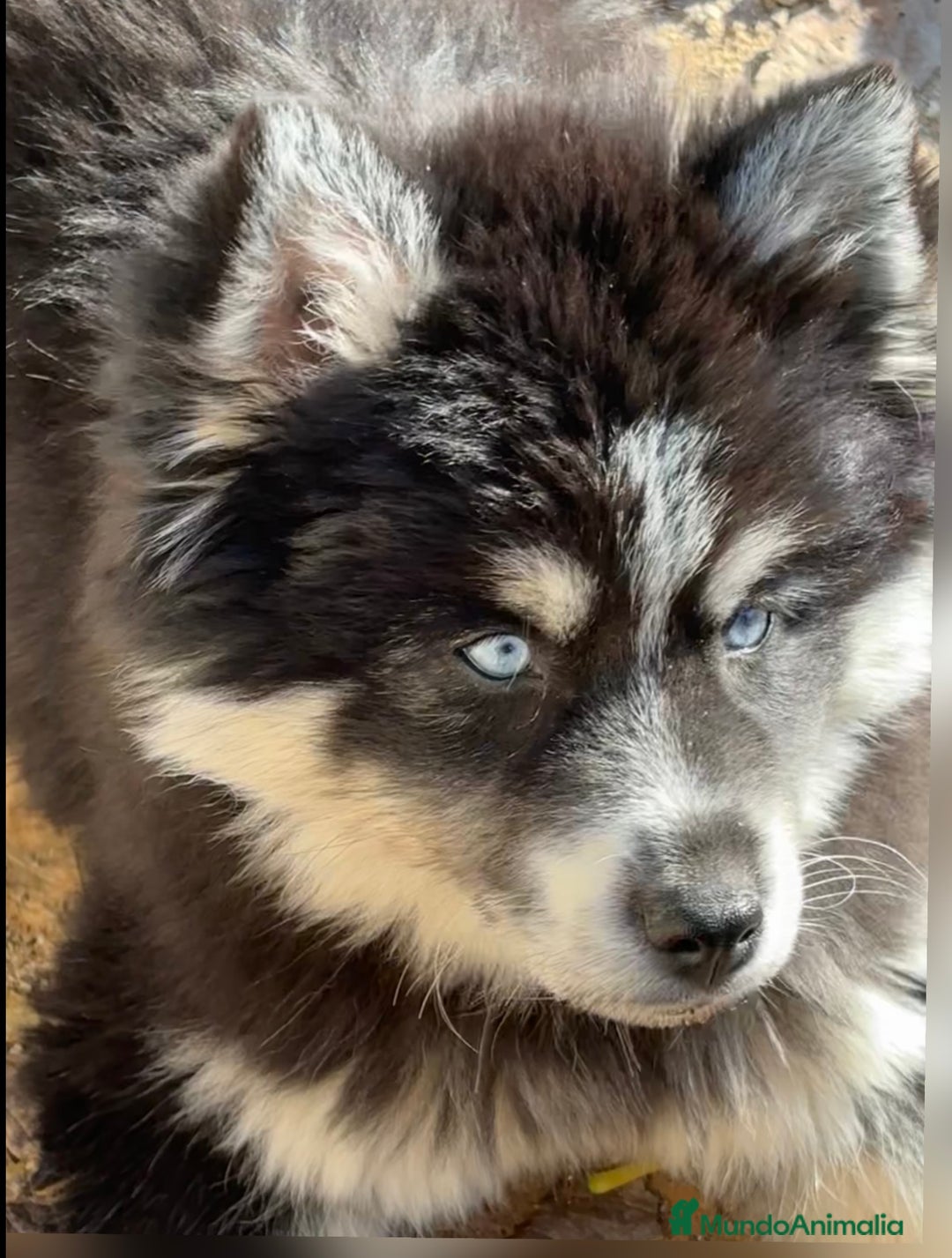 Pomsky perros en venta: Mini husky puro pomsky - Anuncio 4