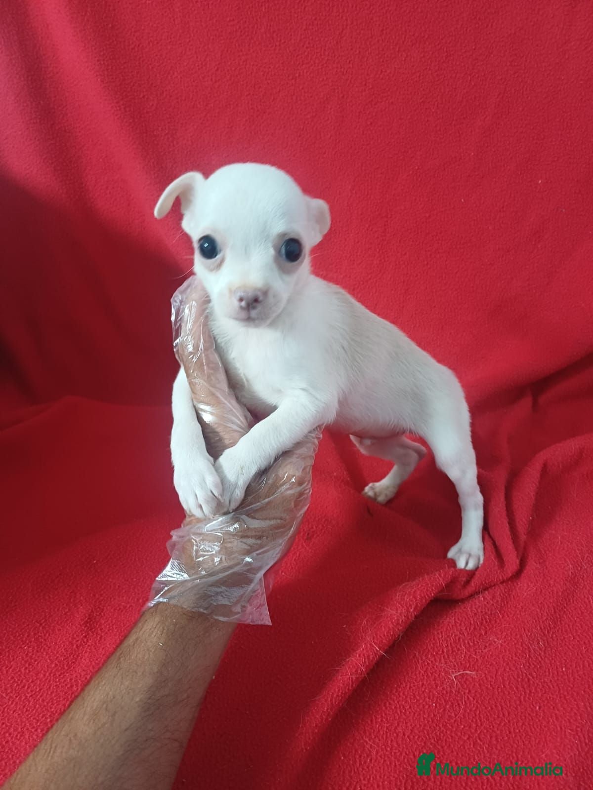 Chihuahua perros Chihuahua  - Anuncio 13