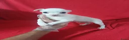 Chihuahua perros en venta: Chihuahua  - Anuncio 1