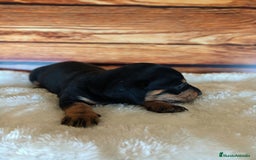 Teckel Miniatura perros en venta: TECKEL NEGRO FUEGO - Imagen 1