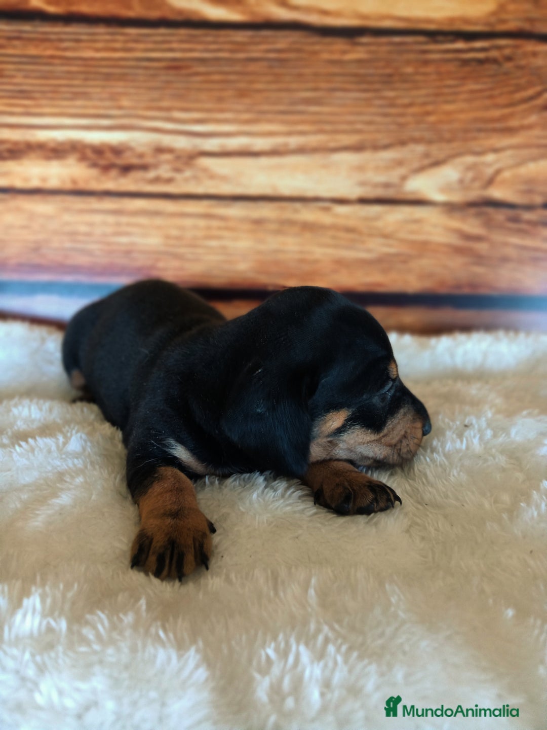 Teckel Miniatura perros en venta: TECKEL NEGRO FUEGO - Imagen 1