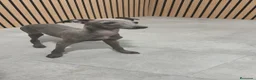 Pequeño Lebrel Italiano perros en venta: Galgo Italiano Piccolo Lebrel Italiano  - Anuncio 3