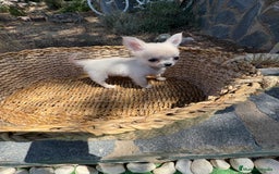 Chihuahua perros en venta: Chihuahua Micro Toy Hembra !!! - Imagen 11