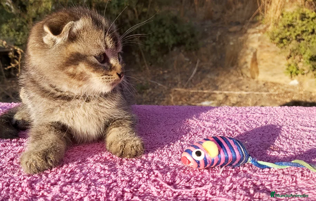 Scottish Fold gatos en venta: Scottish fold machito ojos verdes chinchilla - Imagen 2