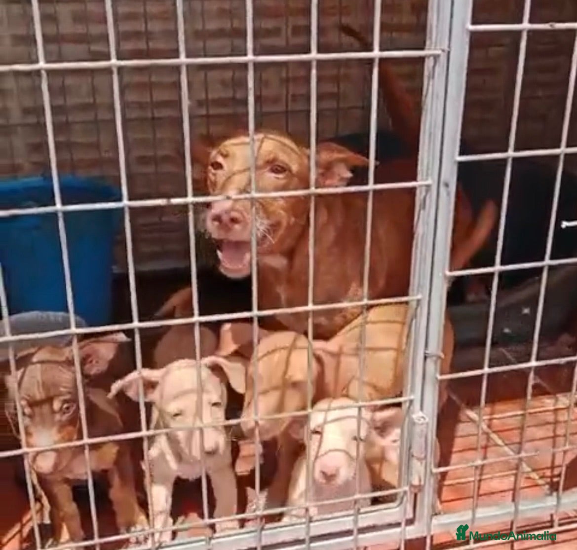 Podenco Andaluz perros Excelente cachorra podenca Maneta  - Anuncio 1