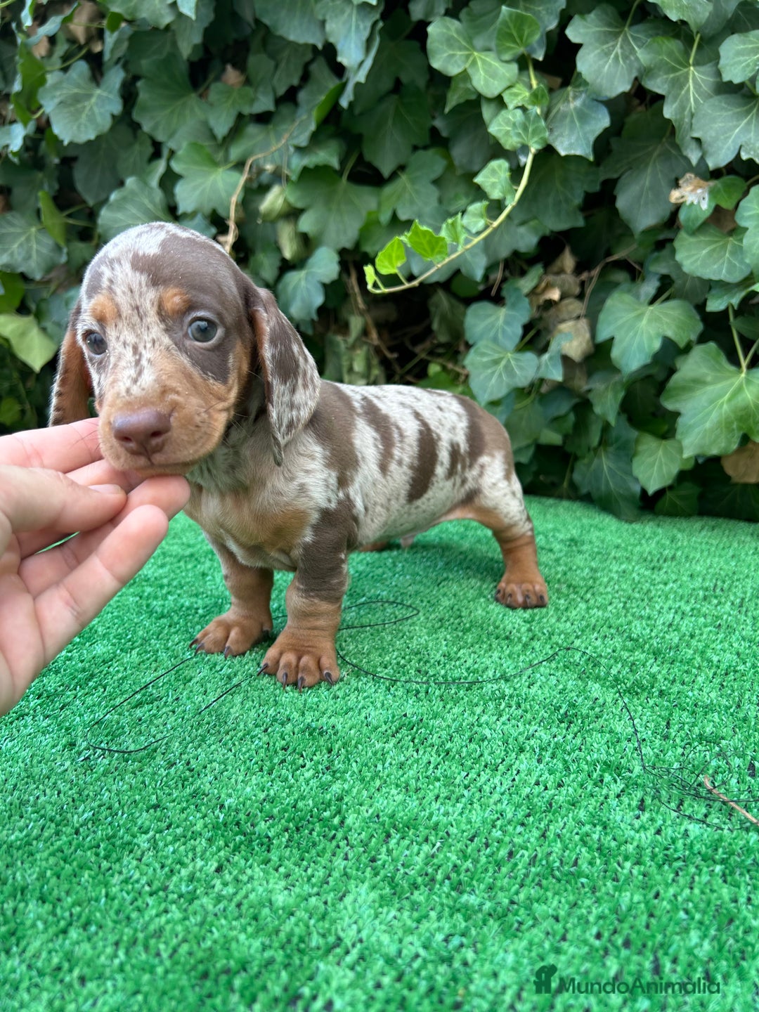 Teckel Miniatura perros en venta: teckel arlequin chocolate  - Imagen 5