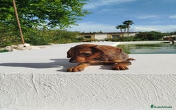 Teckel Miniatura perros en venta: Teckel mini  - Imagen 2