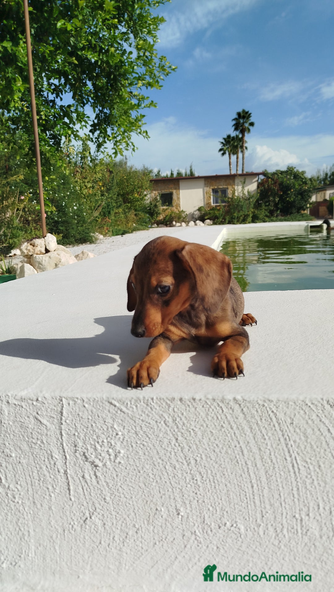 Teckel Miniatura perros en venta: Teckel mini  - Imagen 2
