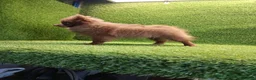 Pomerania perros en venta: Cachorrito pomerania macho - Anuncio 1