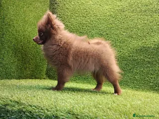 Pomerania perros Cachorrito pomerania macho - Anuncio 1