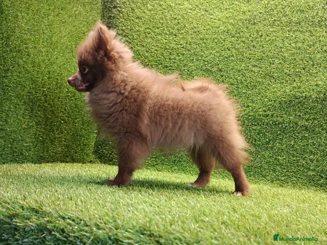 Pomerania perros en venta: Cachorrito pomerania macho - Anuncio 1