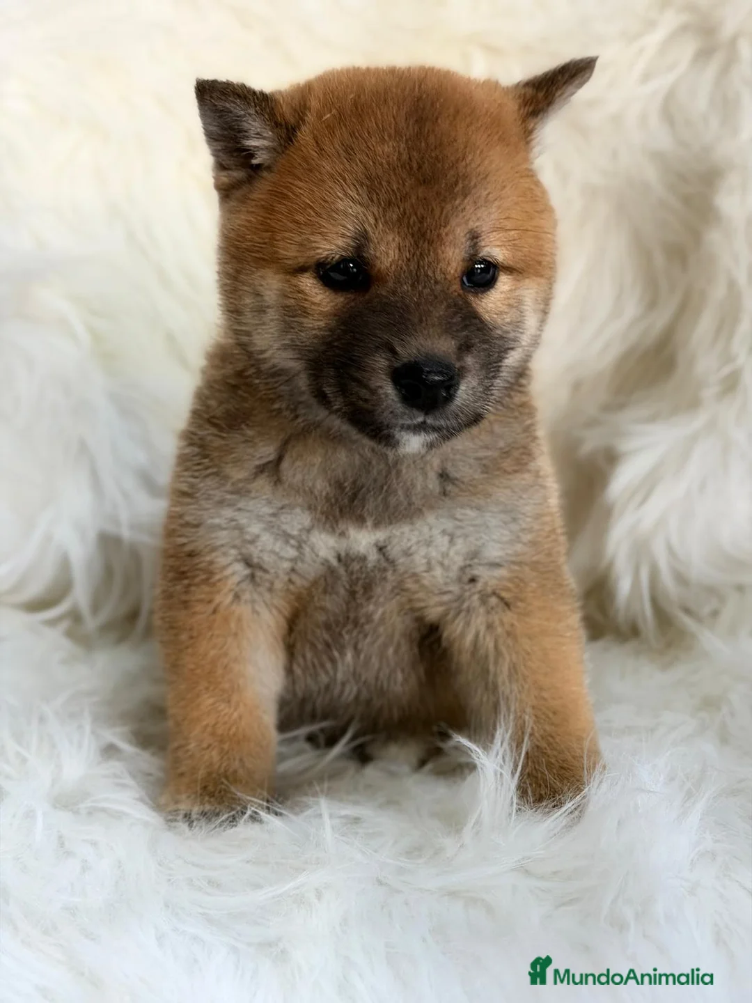 Shiba Inu perros en venta: SHIBA INU ROJO MACHO - Anuncio 2
